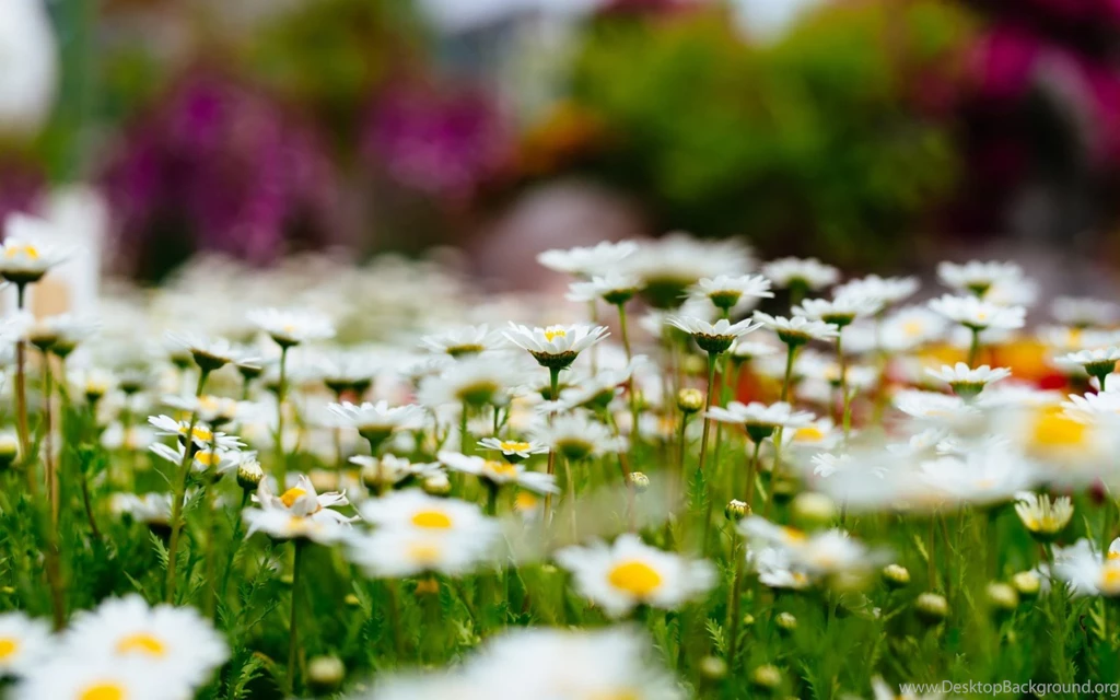Meadow Flowers Wallpapers HD Download For Desktop