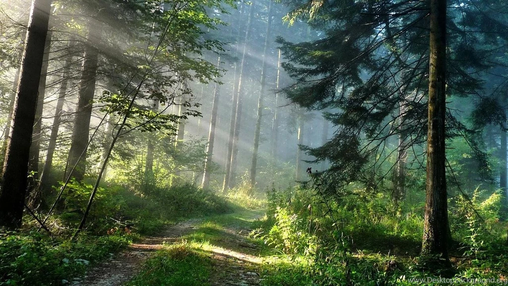 Forest Live Wallpapers Android Apps On Google Play