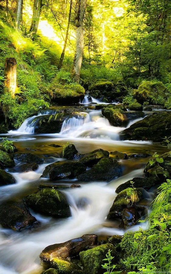 Sunny Forest Live Wallpapers Android Apps And Tests AndroidPIT