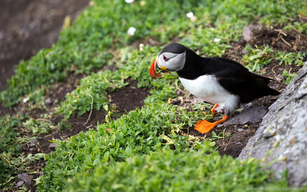 Puffin In Ireland HD Wallpapers. 4K Wallpapers