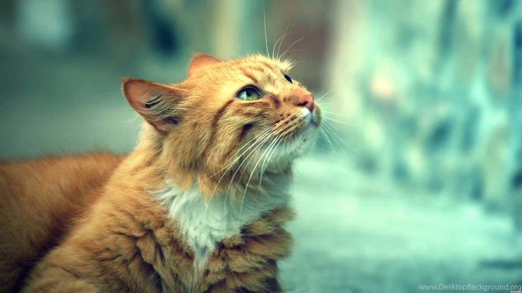 1080p HD Cat Wallpapers