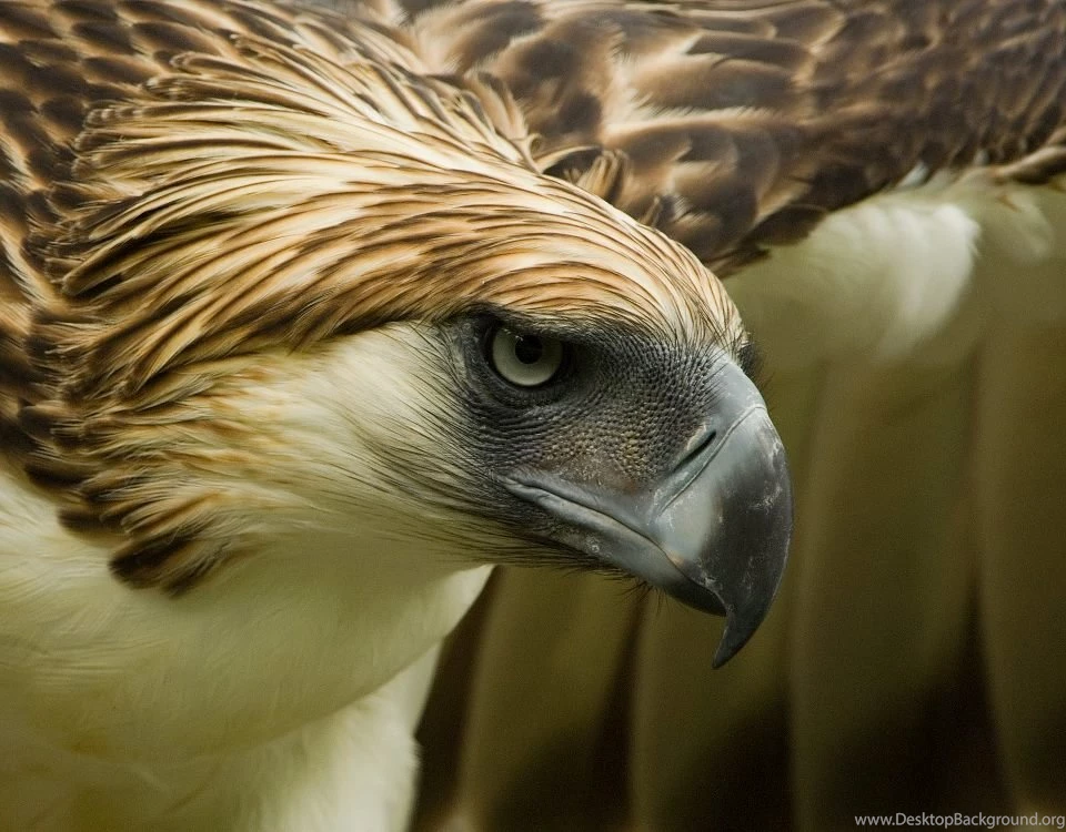 Philippine Eagle Pictures And Wallpapers