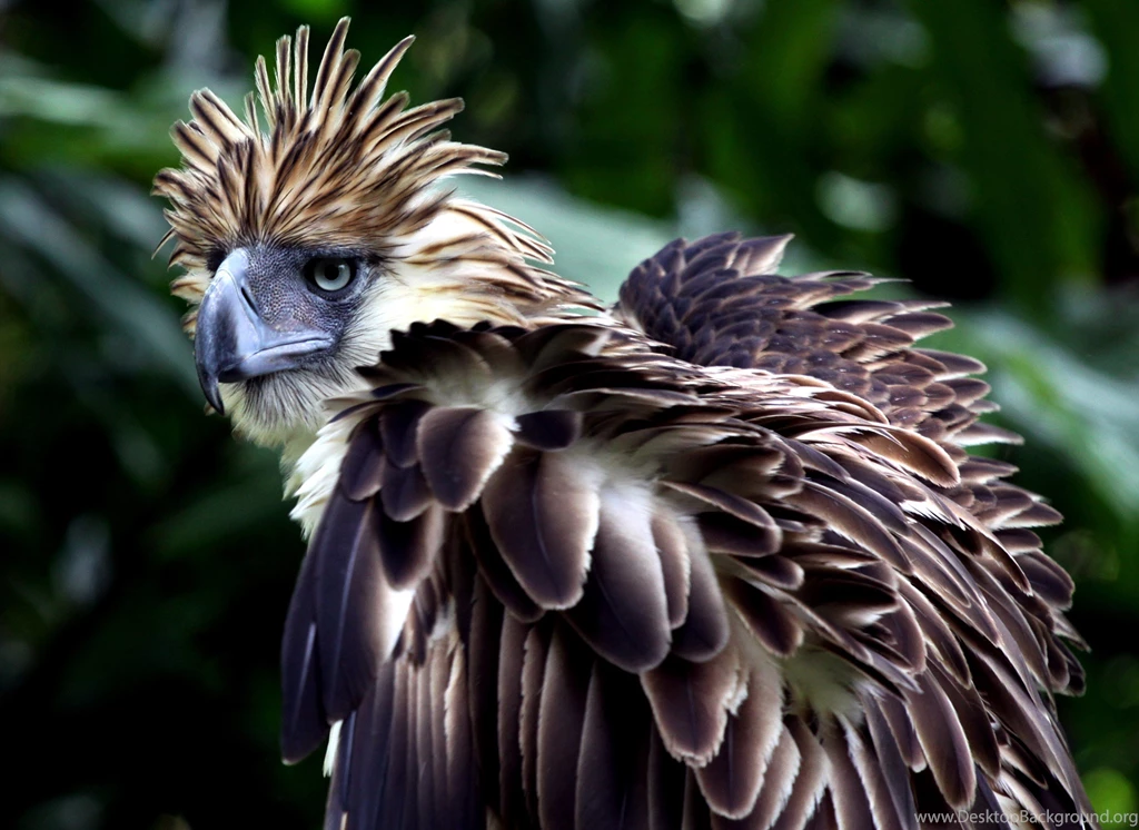 3 Philippine Eagle HD Wallpapers