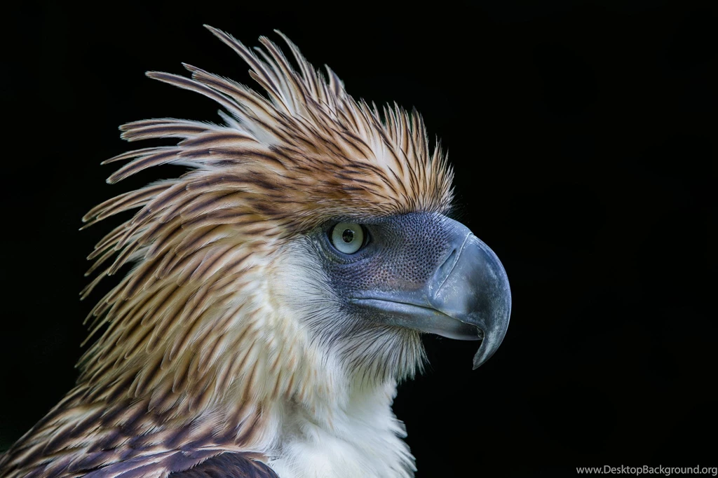 Philippine Eagle Philippines National Bird
