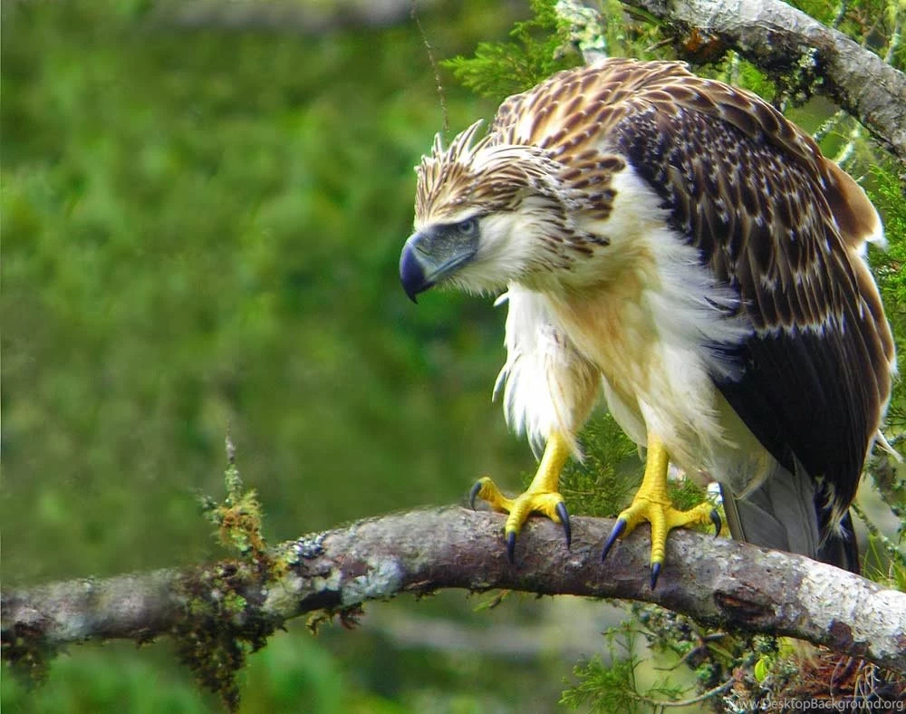 Rules Of The Jungle: Philippine Eagle