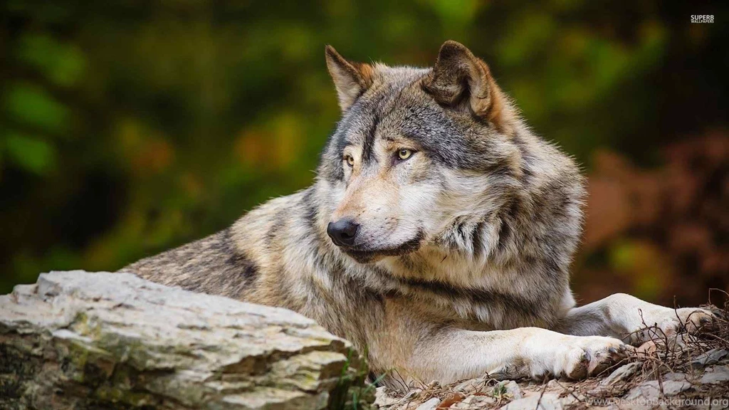 Desktop Hd Pics Of The Philippine Eagle