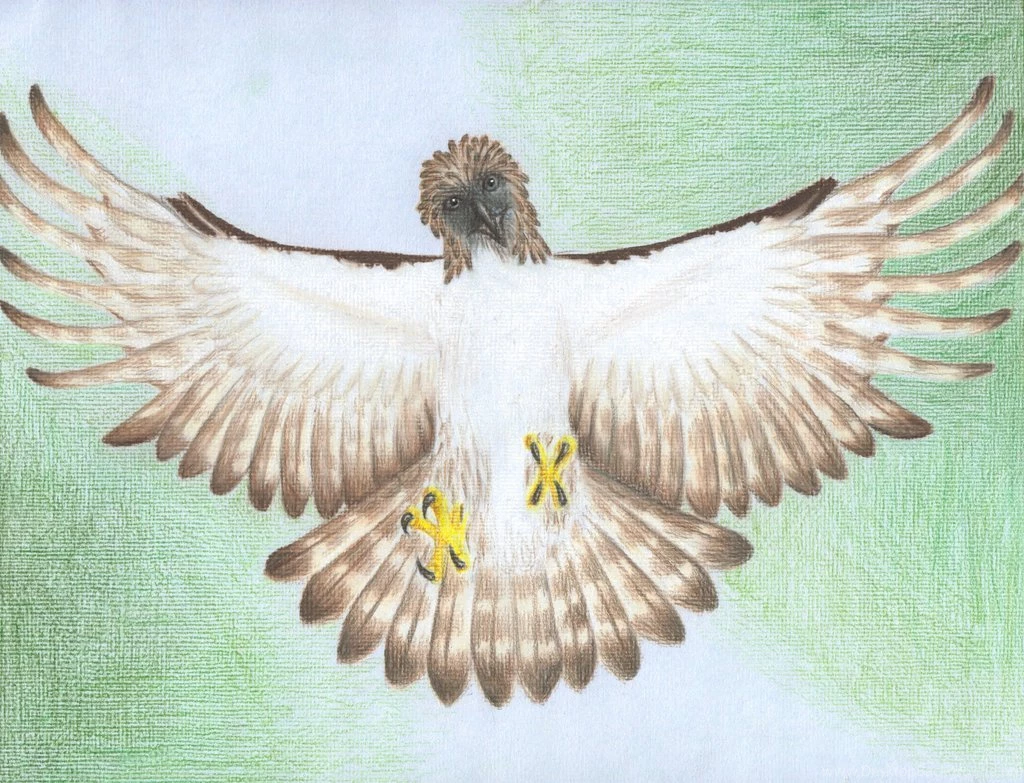 Philippine Eagle By Chemukh Ayet On DeviantArt