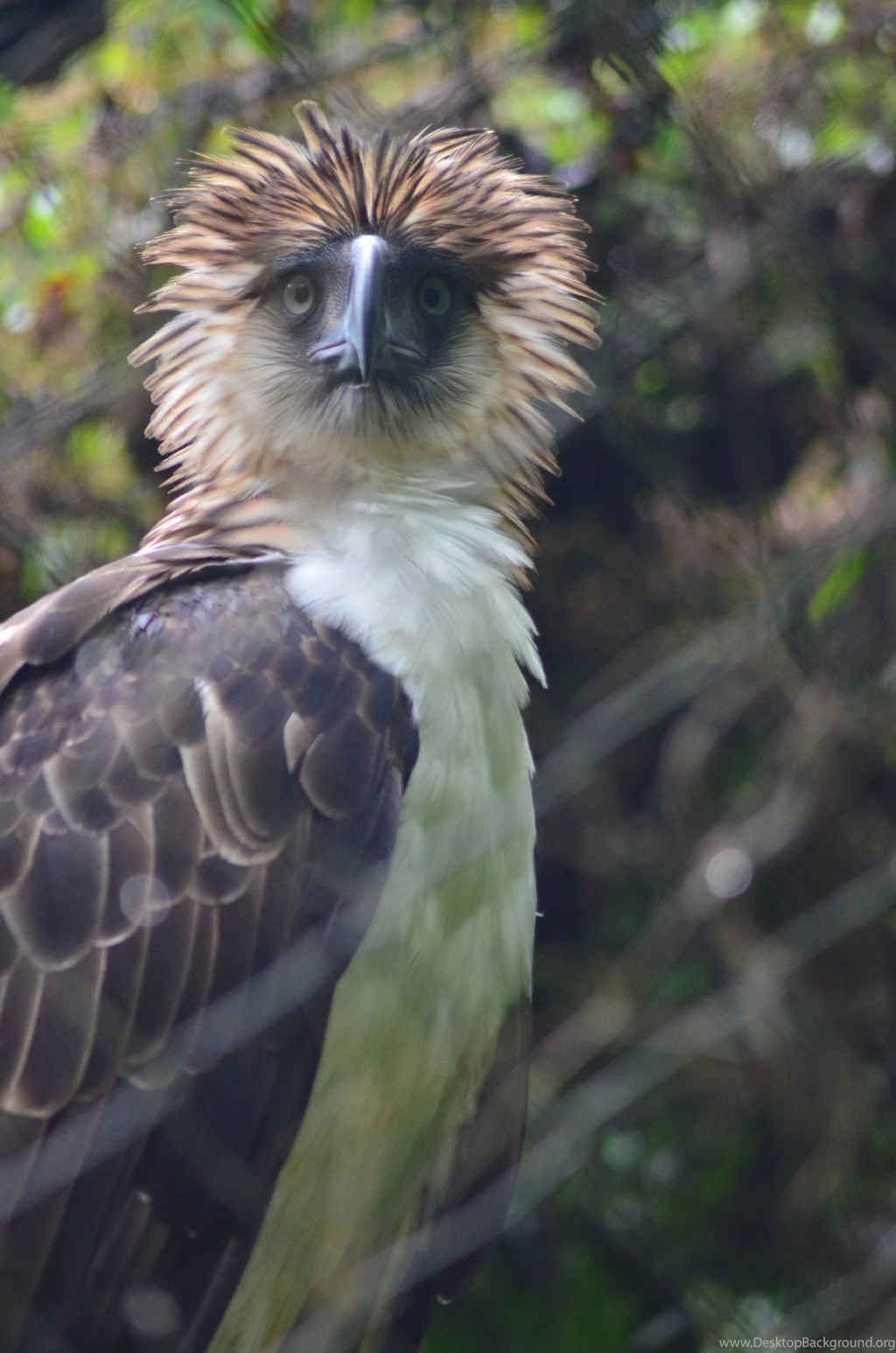 Philippine Eagle...what? By MystEryuNwanTed On DeviantArt