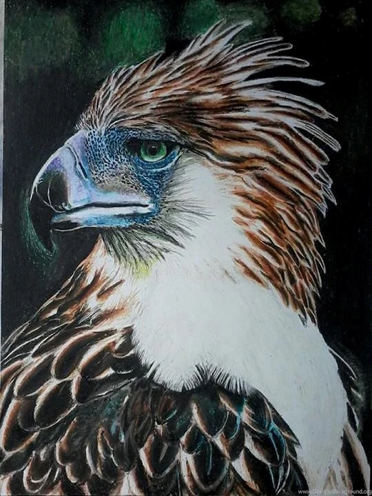 Philippine Eagle ( CRAYOLA CRAYONS ) By Blueprince312 On DeviantArt