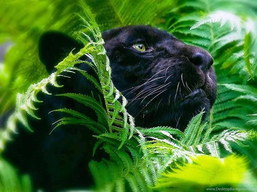 14 Black Panther PC Wallpapers :: Black Leopard Hd Wallpapers
