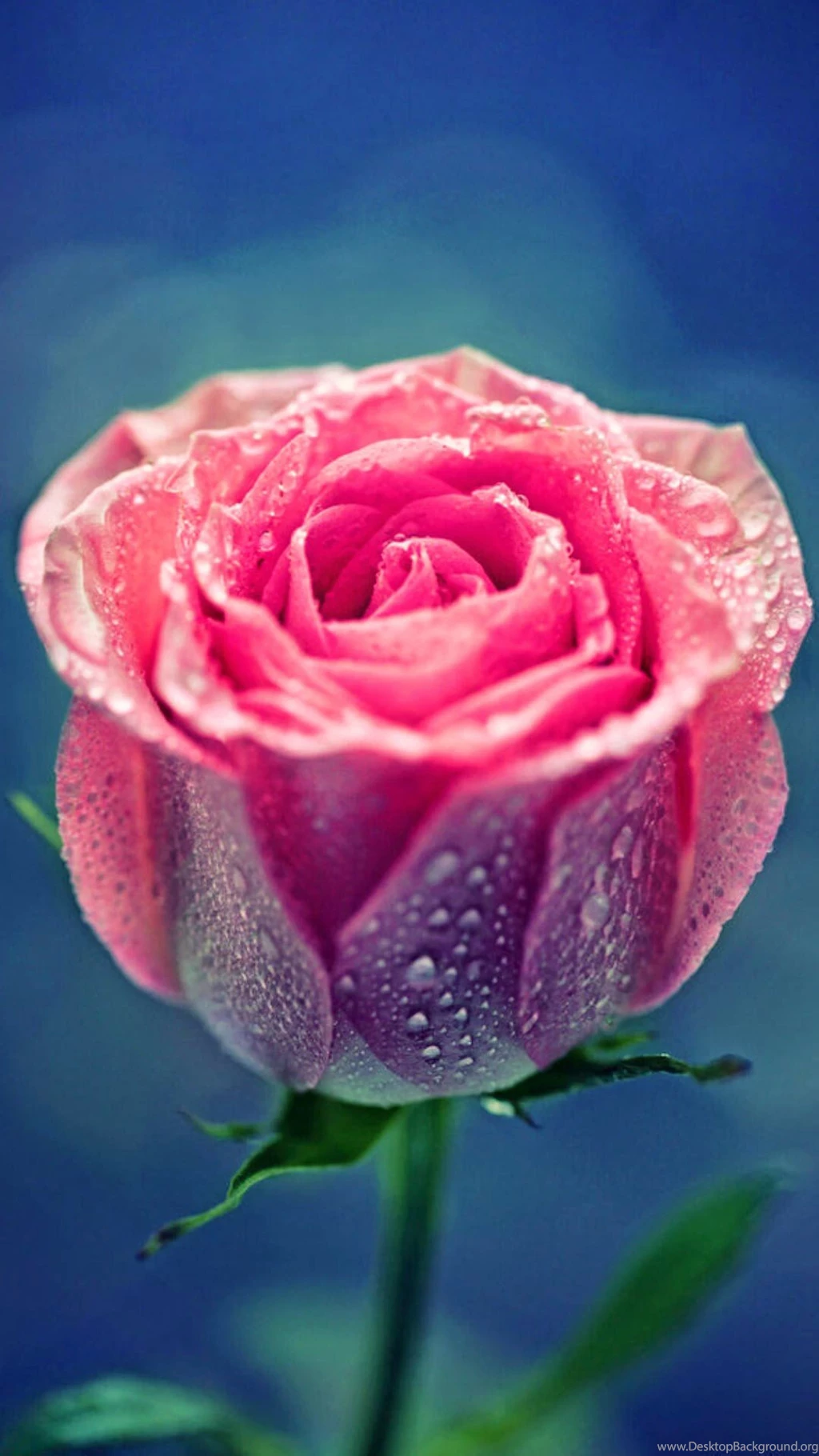 Pink Rose Dew Close Up iPhone 6 Plus HD Wallpapers / IPod Wallpapers ...