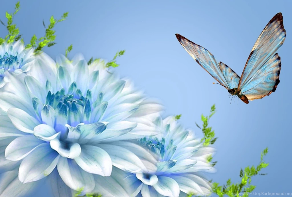 Beautiful Butterfly Nature Flower 1080p