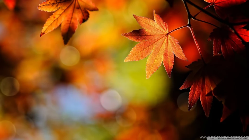 Autumn Maple Leaves HD Desktop Wallpapers : Widescreen : High ...