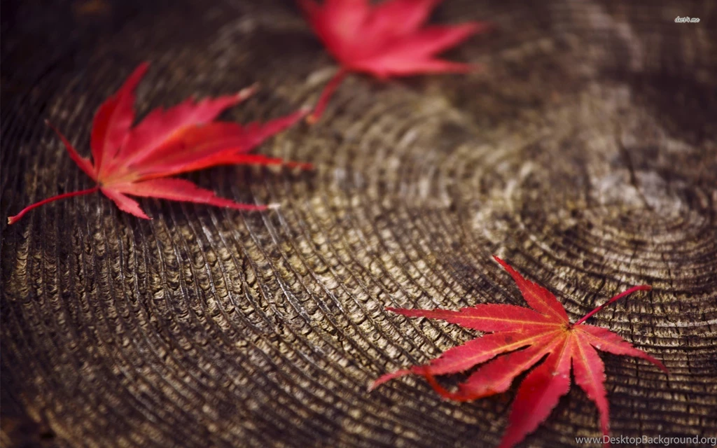 Fallen Maple Leaves, Leaf, Photography, 1920x1200 HD Wallpapers And ...
