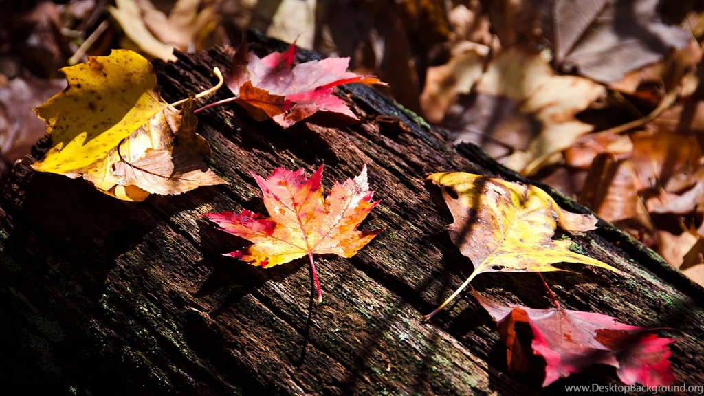 Maple Leaf Wallpaper.