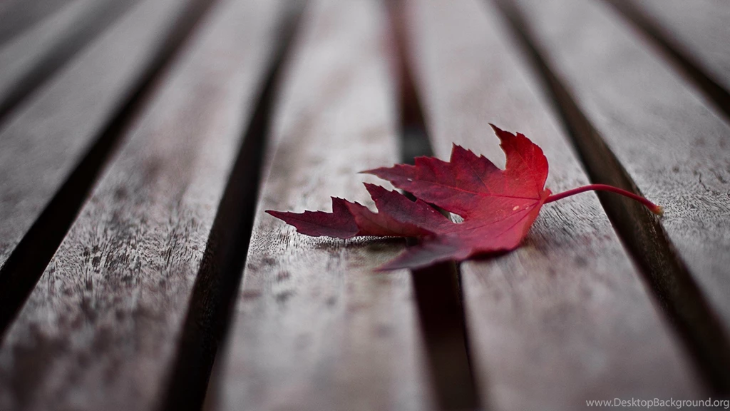 Maple Leaf Wallpapers