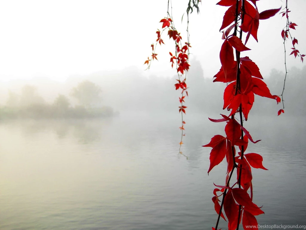 Wallpapers Maple, Leaf, Branch, Fog, Lake Desktop Wallpapers ...