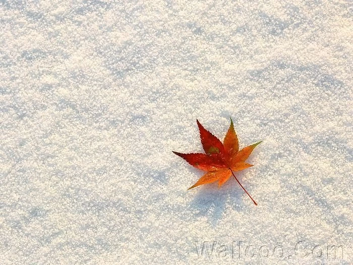 Photo: Single Red Autumn Maple Leaf 26   Wallcoo.net