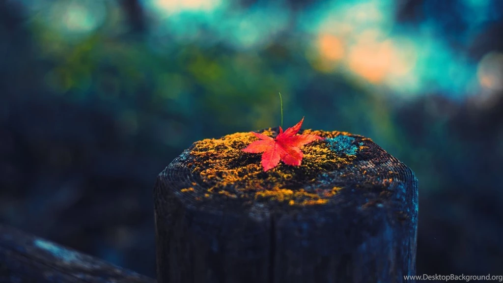 1280x720 Lonely Maple Leaf Desktop PC And Mac Wallpapers
