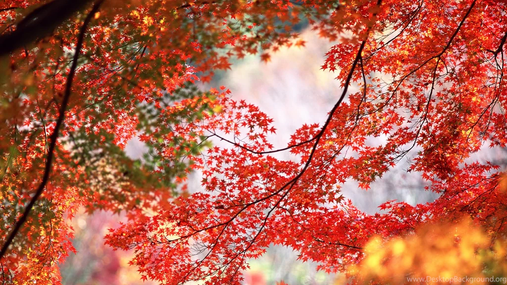 Red Maple Leaf Hd Wallpapers   ImgMob