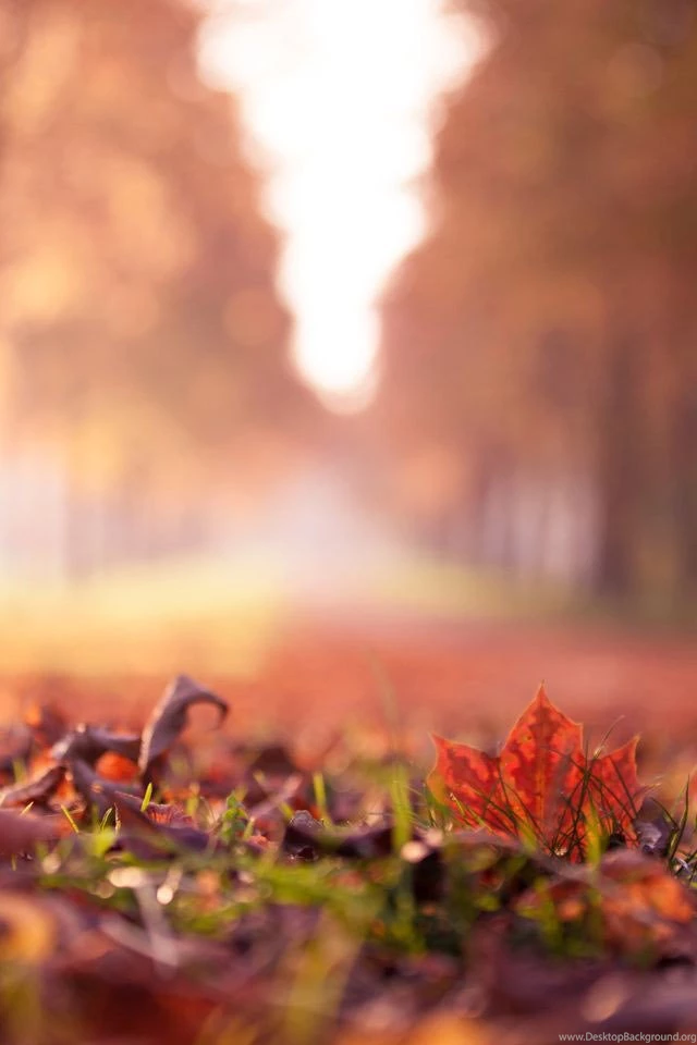 Maple Leaf Close Up iPhone 4s Wallpapers Download