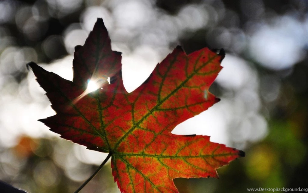 Maple Leaf Wallpapers HD Gallery – Daily Backgrounds In HD