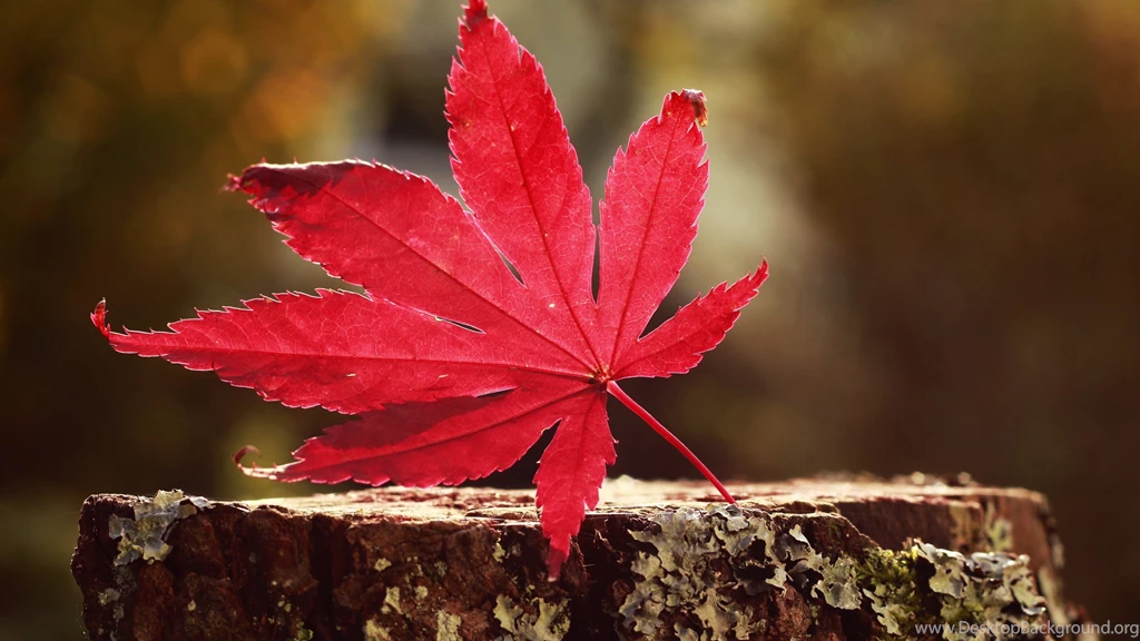 HD Red Maple Leaf Photography Wallpapers Full HD Full Size ...