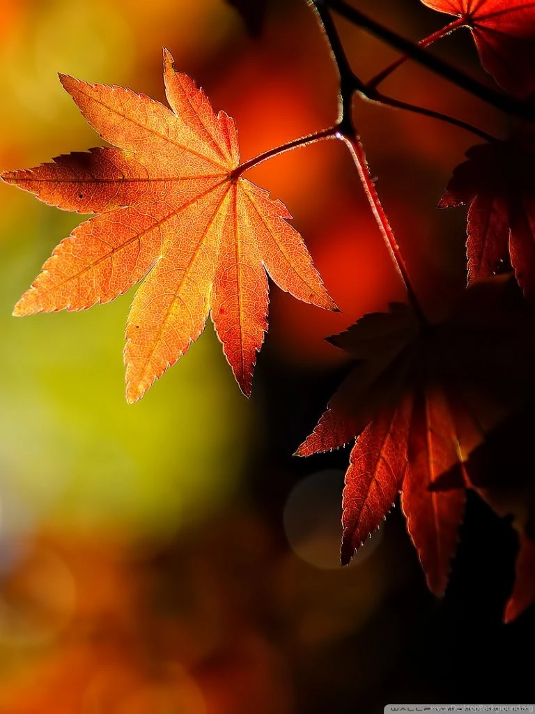 Autumn Maple Leaves Wallpapers
