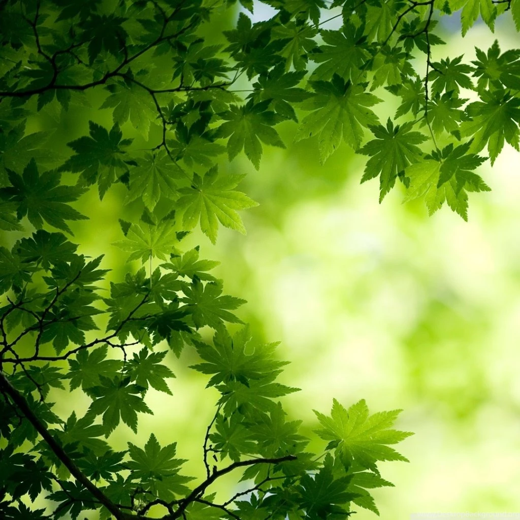 Green Maple Leaves HD Desktop Wallpapers : Widescreen : High ...