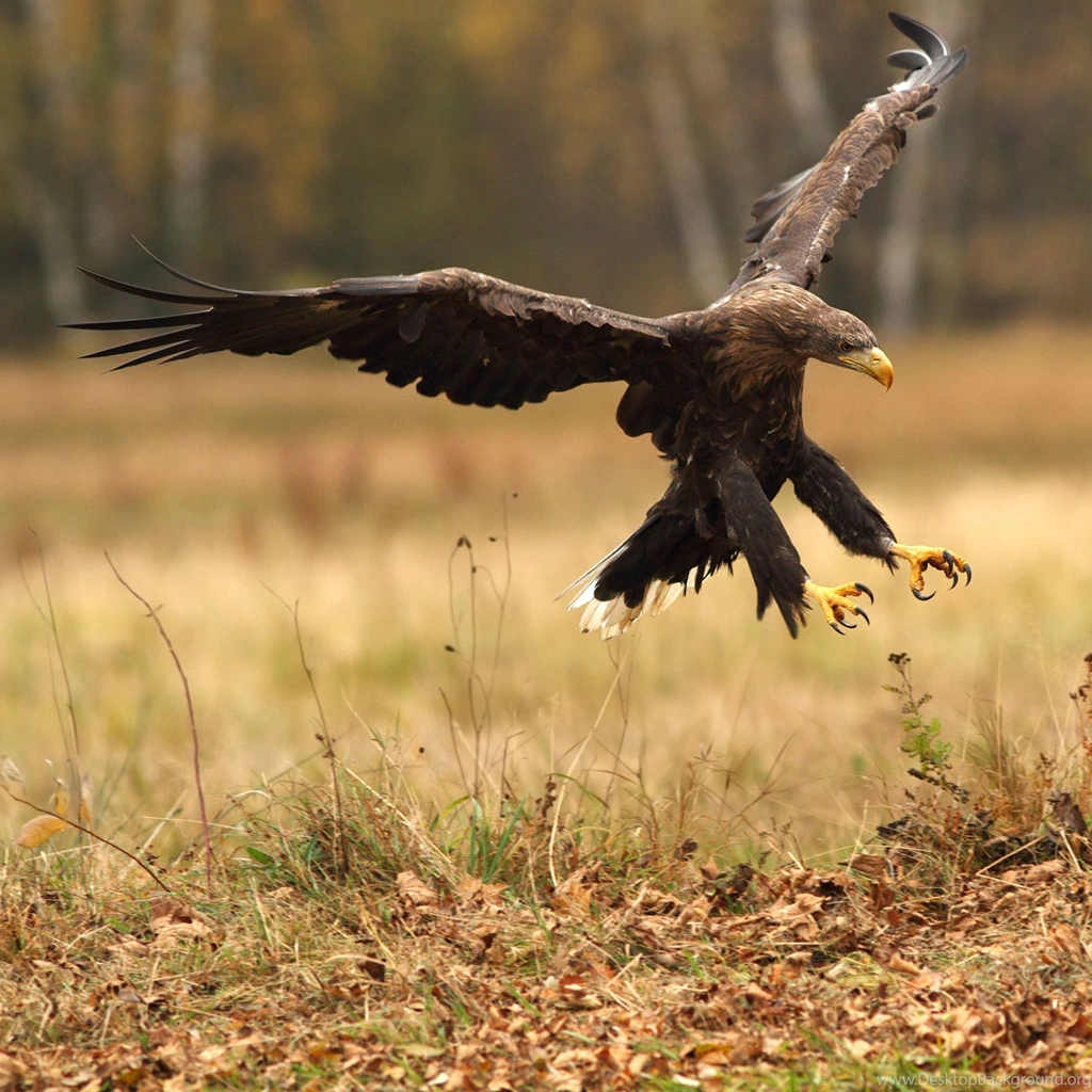 New Golden Eagle Wallpapers For Windows