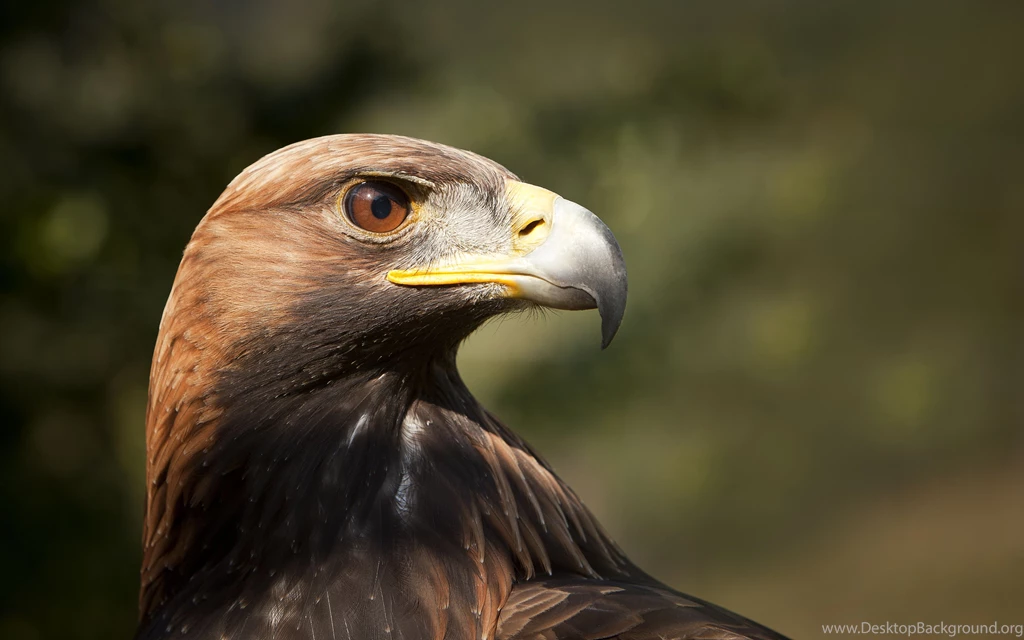 New Golden Eagle Wallpapers Phone