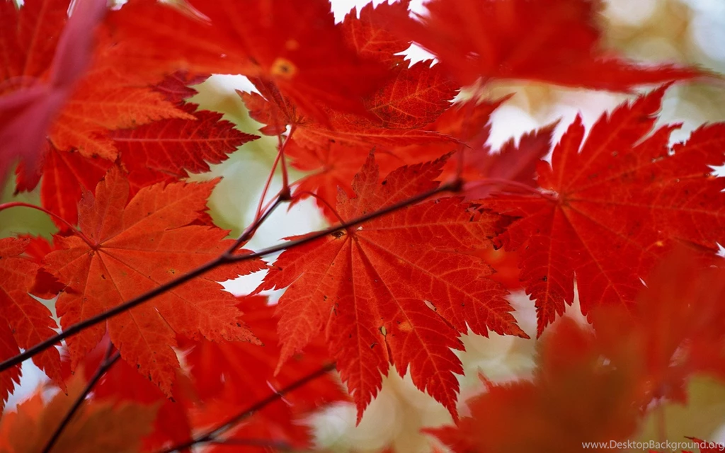 Autumn Maple Leaf   Wallpaper.