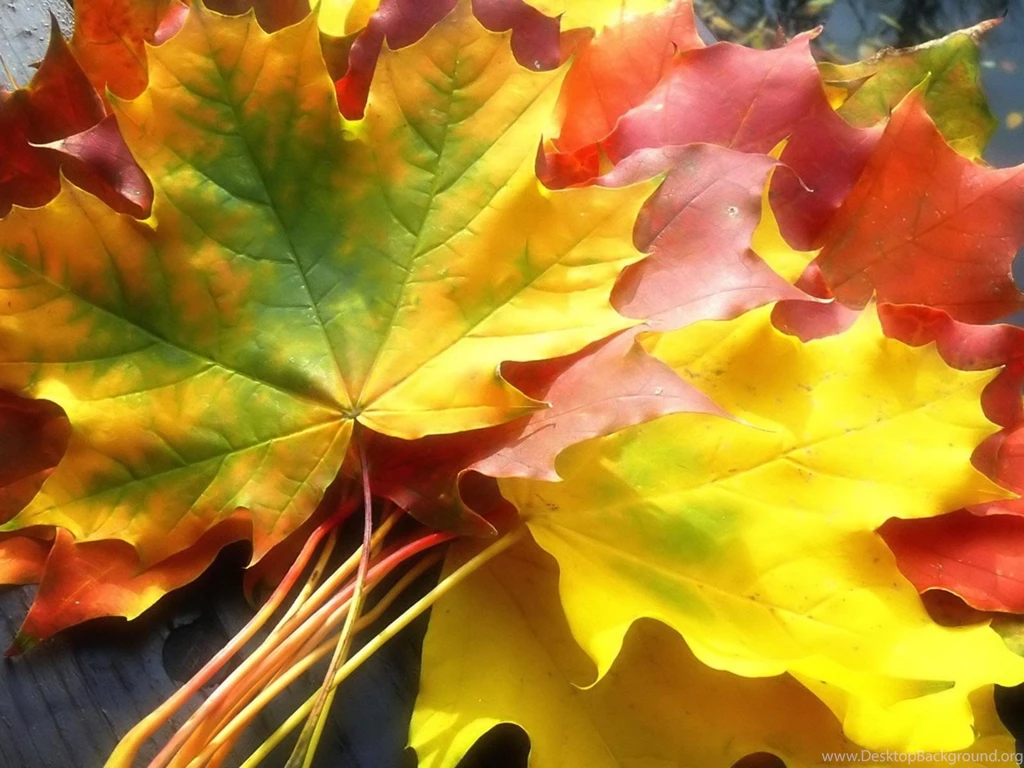 Maple Leaf In Autumn Wallpapers,Autumn Wallpapers & Pictures Free ...