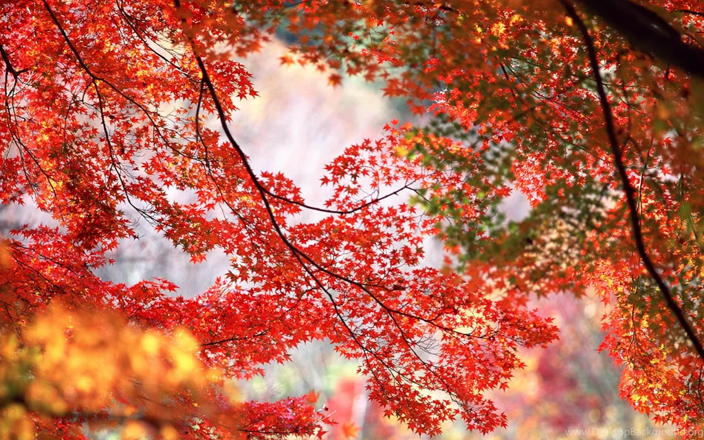 Red Maple Leaf Hd Wallpapers   ImgMob