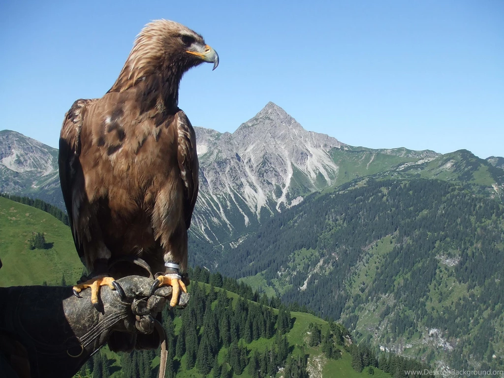 MAJESTIC GOLDEN EAGLE WALLPAPER (