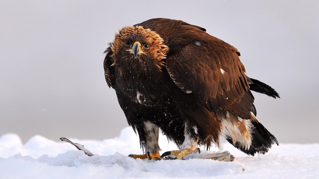 Snow Birds Eagles Golden Eagle Wallpapers