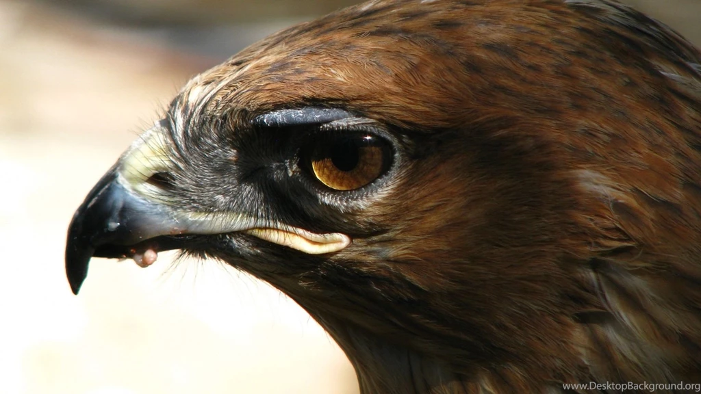 Download Golden Eagle Wallpapers