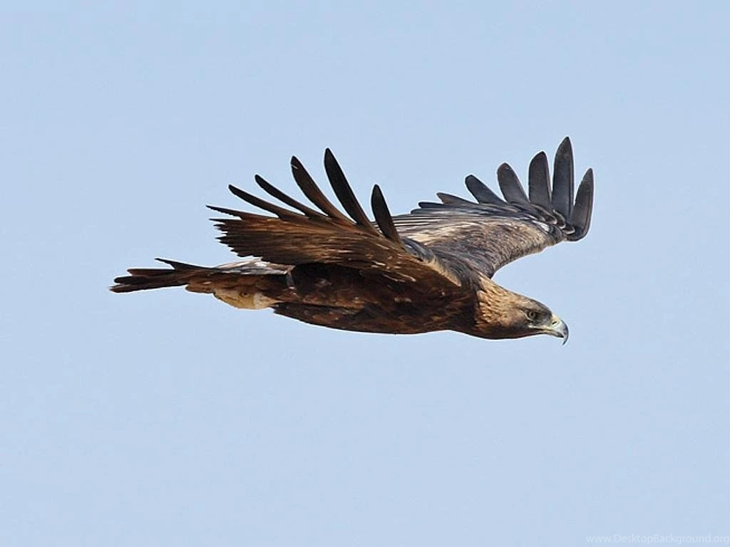 Golden Eagle Desktop And Mobile Wallpapers Wallippo