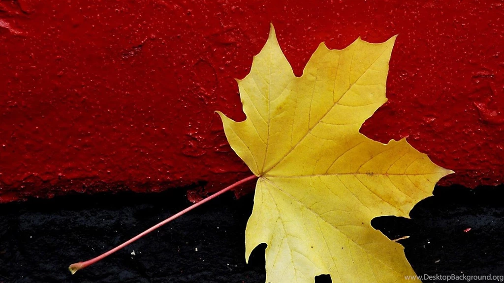 Red Black Maple Leaf Abstract Hd Wallpapers   (