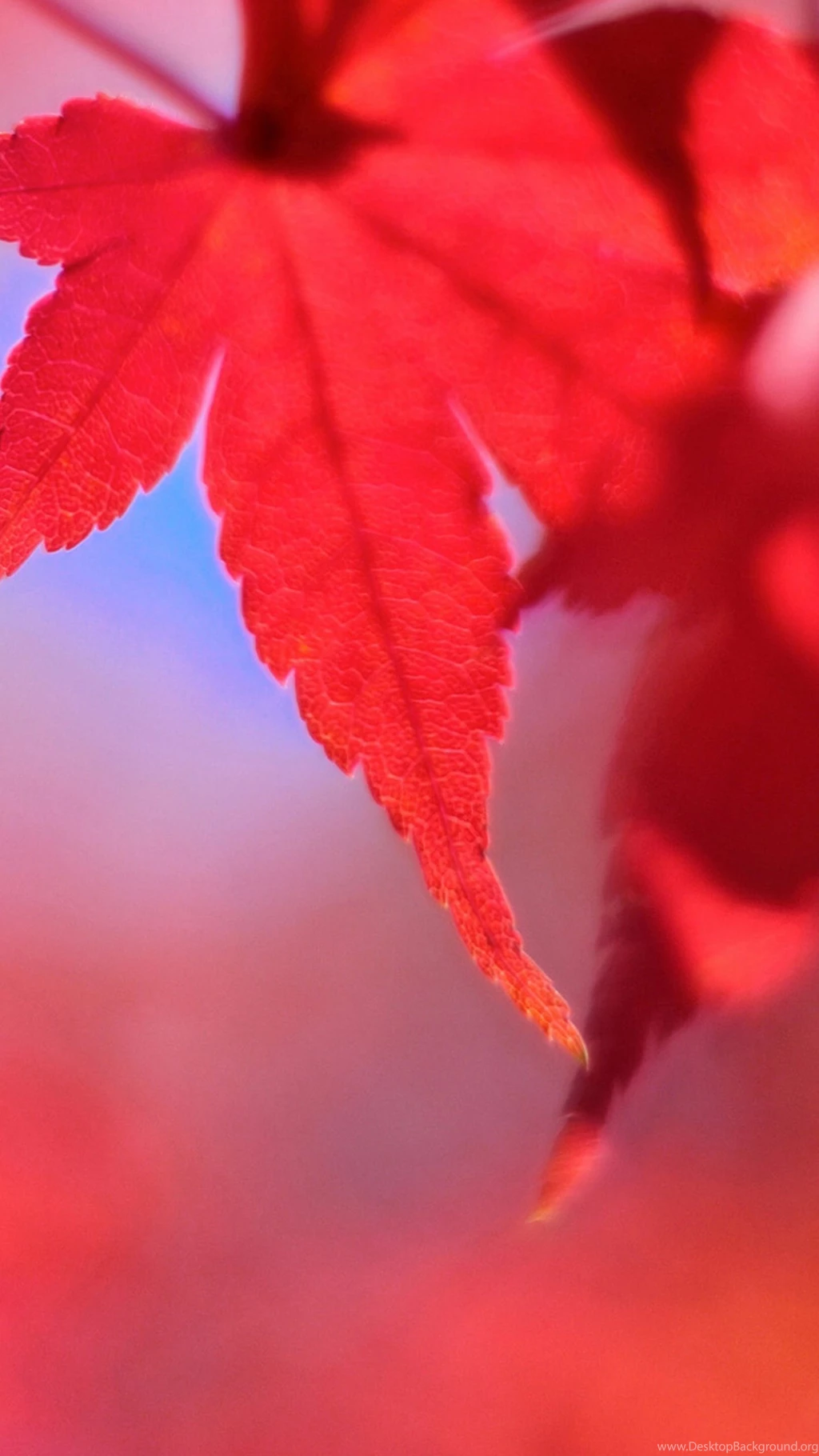 Red Maple Leaf LG G4 Wallpapers