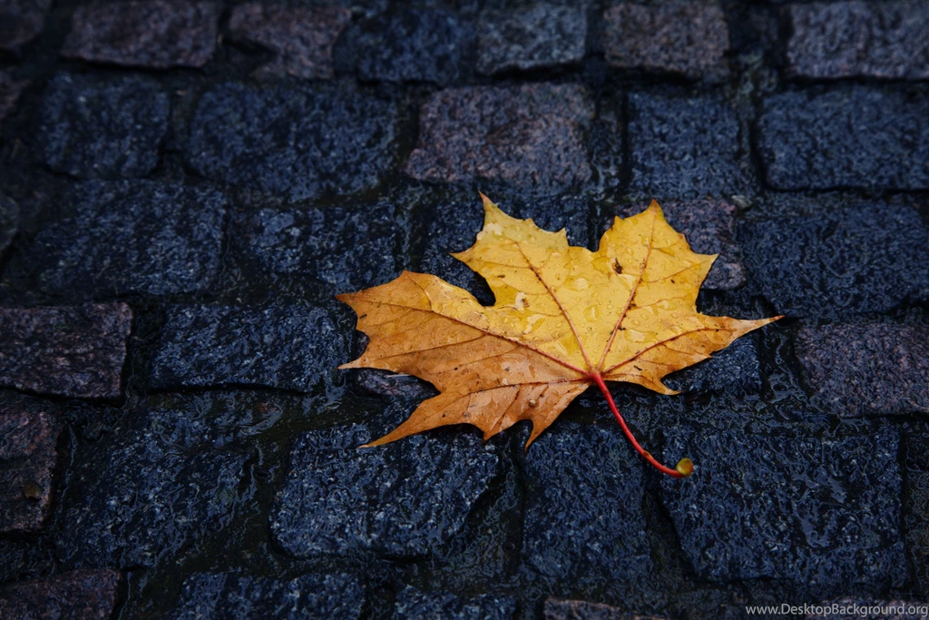Maple Leaf Minimalistic Roads Stones Wallpapers
