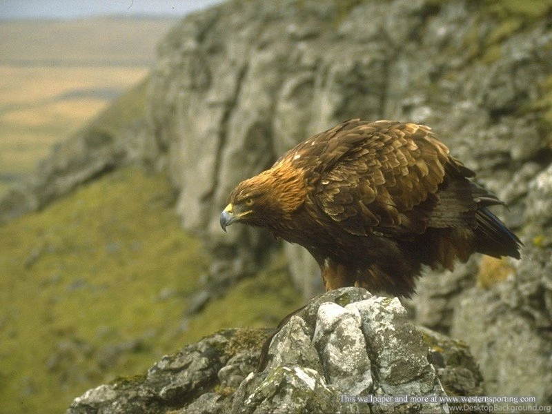 FREE Desktop Wallpapers Western Sporting
