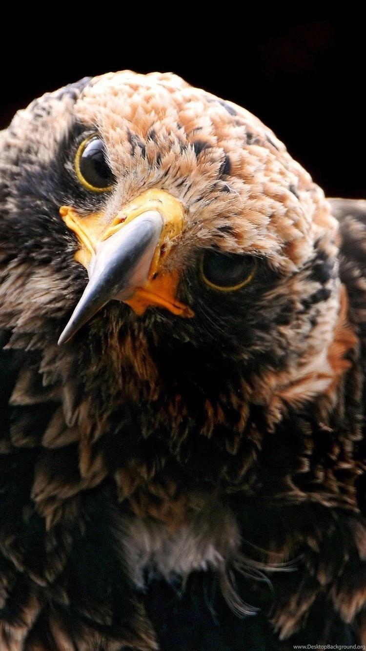 Golden Eagle iPhone 6 Wallpapers, iPhone 6 Backgrounds And Themes