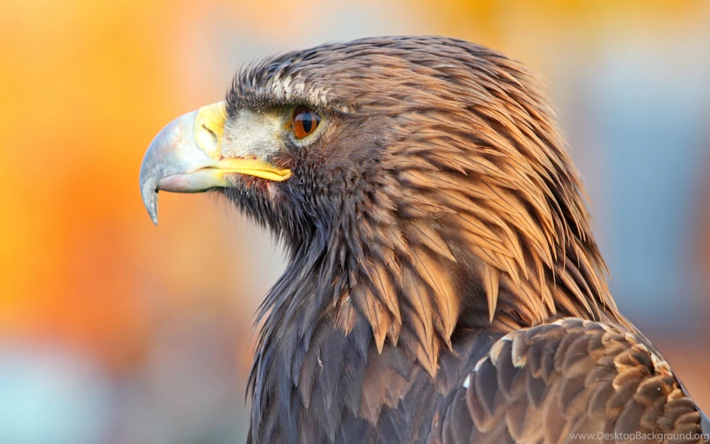 Download Golden Eagle Wallpapers Desktop
