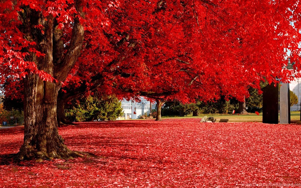 Autumn Red Tree Full Hd Wallpapers For Desktop Backgrounds Download ...