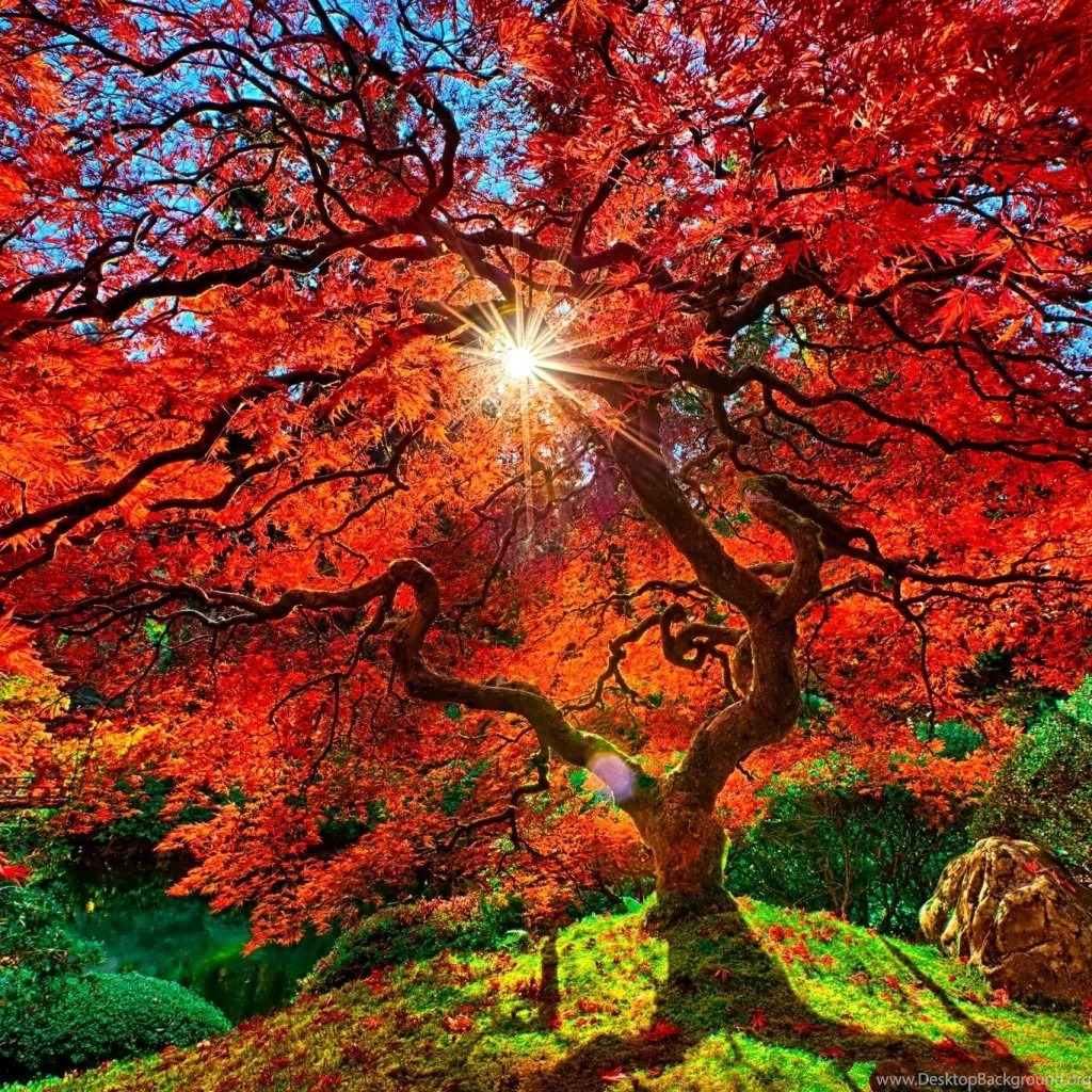 Nature Autumn Paradise Landscape iPad Wallpapers Download