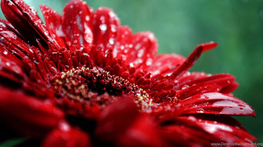 Terrific Big Red Flower Fantastic Wallpapers