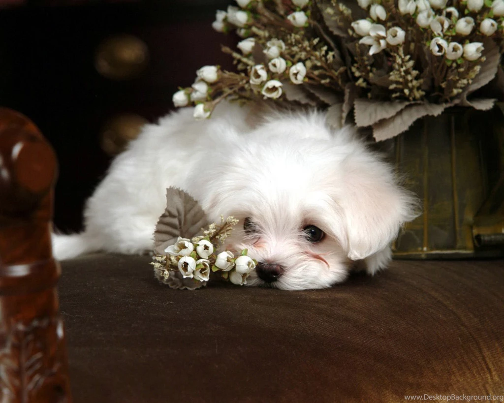 Fantastic Wallpapers   Teddybear64 Wallpapers (20181593)   Fanpop