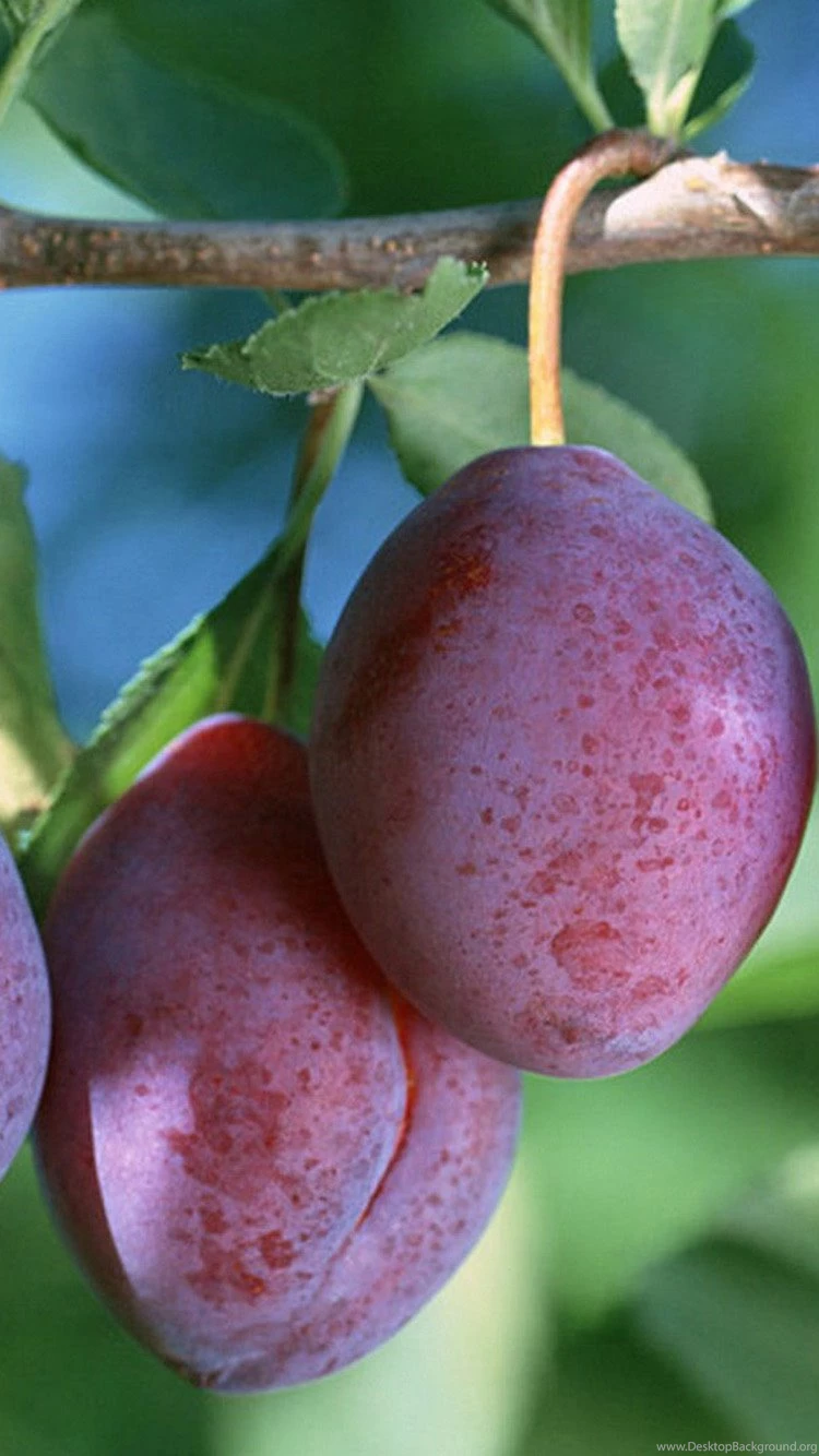 Sweet Ebony iPhone 6 Wallpapers