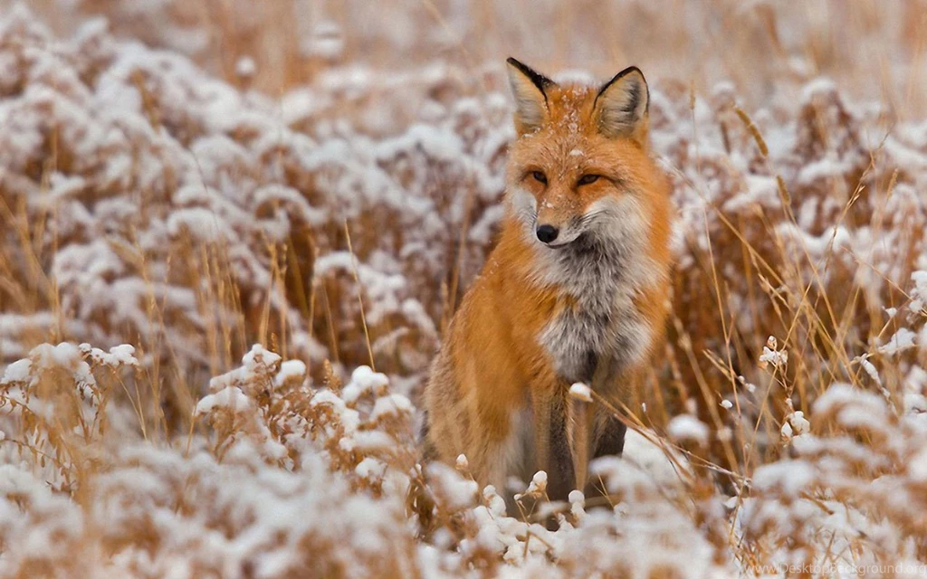 The Fox High Definition Animal Photography Wallpapers 8 - Animal ...